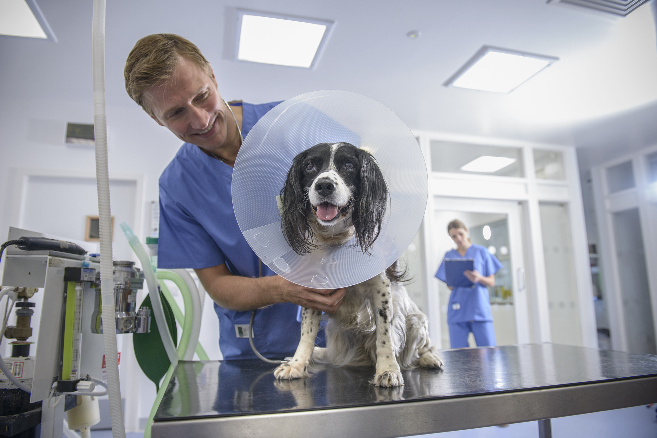 Male vet nurse working on dog, on surgery table