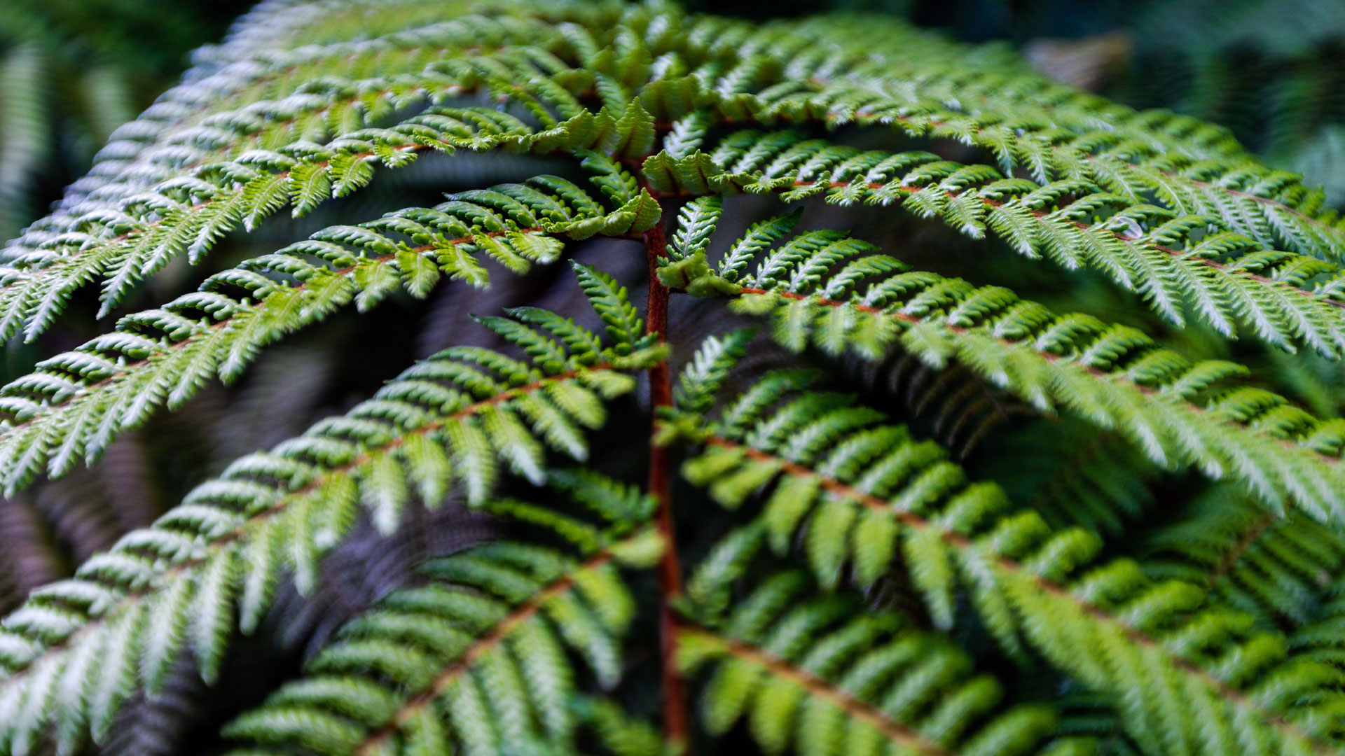 Close up photo of a fern leaf taken in a park in the Christchurch suburb of Ilam.