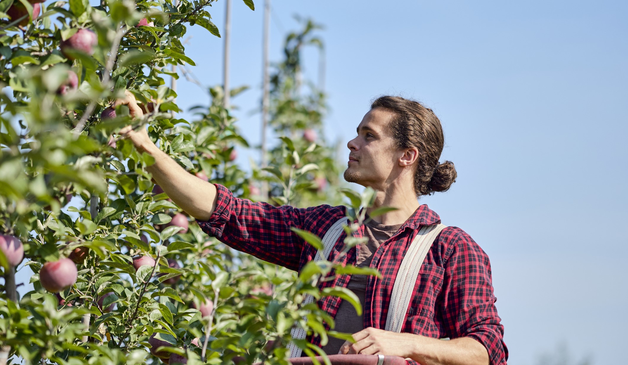 Young male fruit picker in an orchard in New Zealand