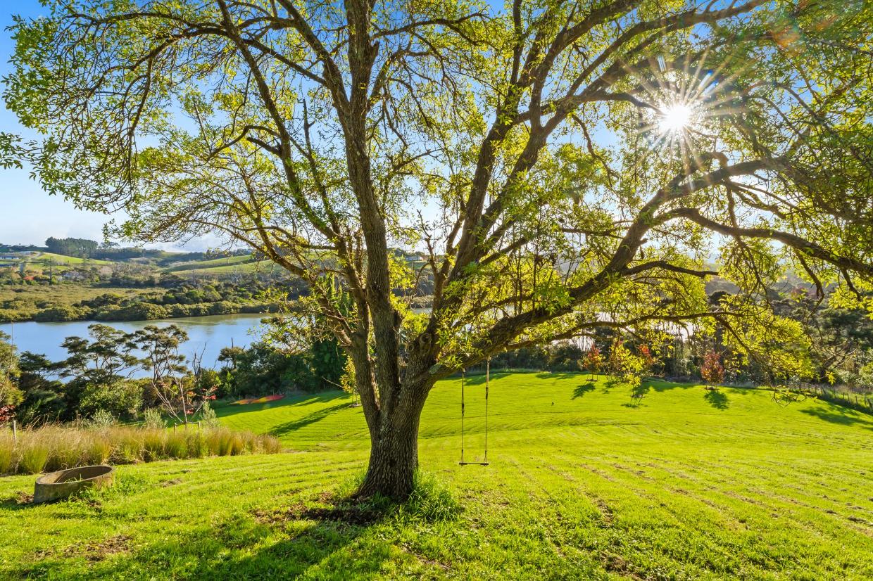 Spacious backyard filled with land and trees.