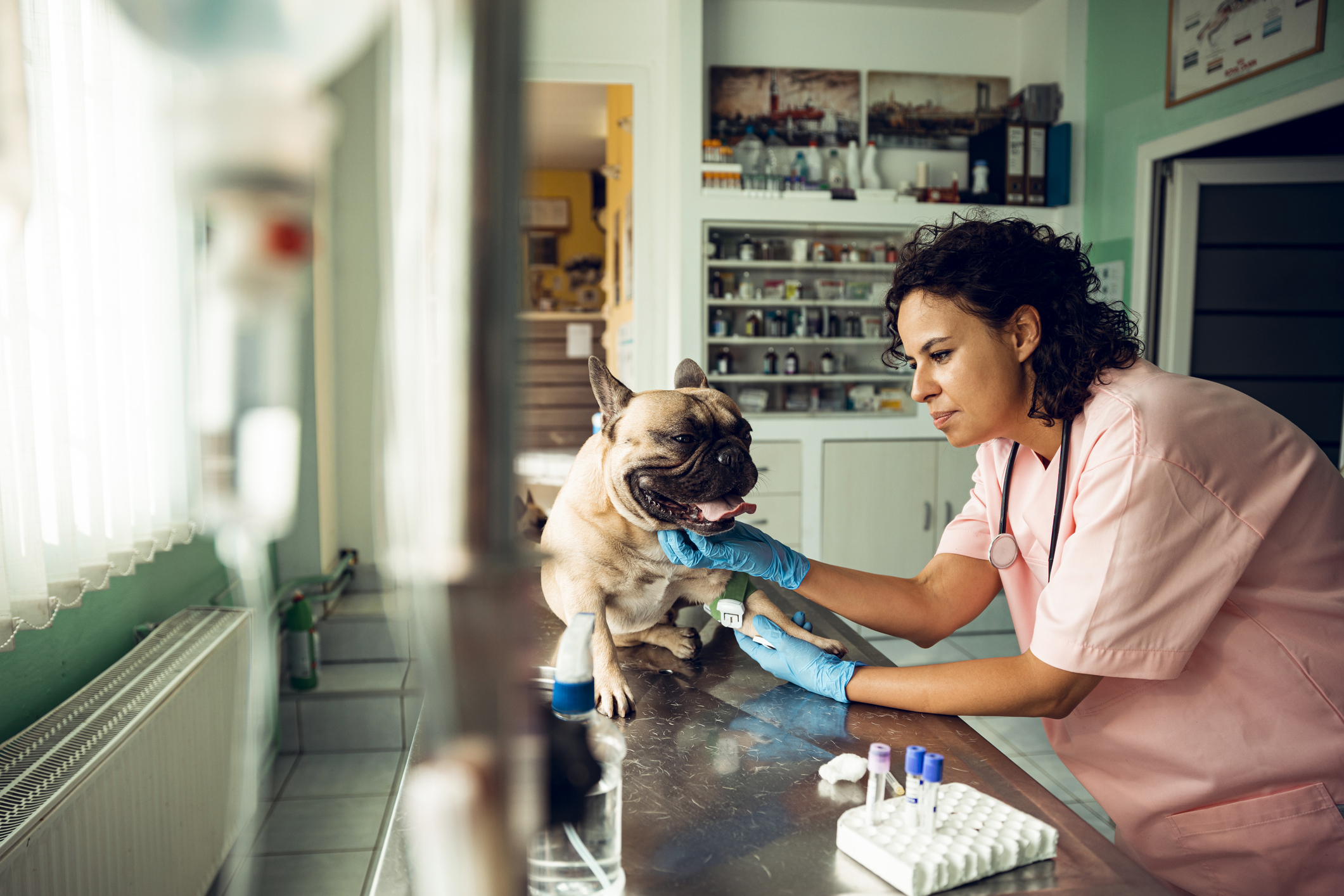 Vet working with a dog in New Zealand.