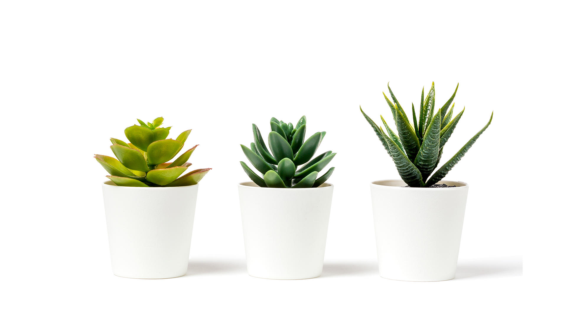 Three succulent plants in white pots on a white background. A perfect gift for mum.