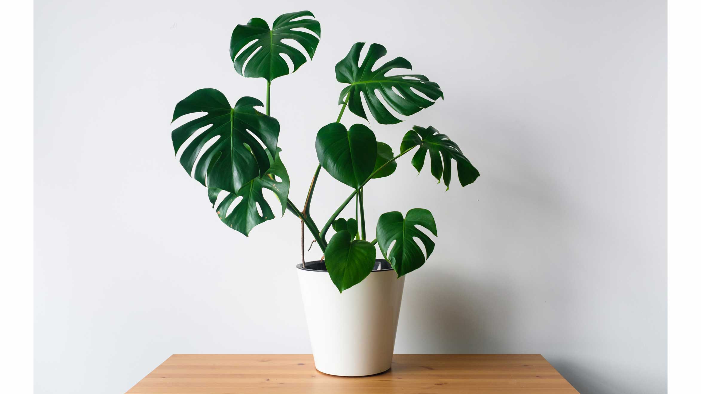 A monstera deliciosa planted in a white pot, sitting on a timber table in front of a white wall.