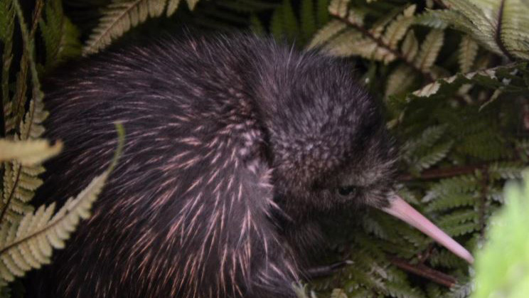 Kevin, the little brown kiwi, hides in the ferns.