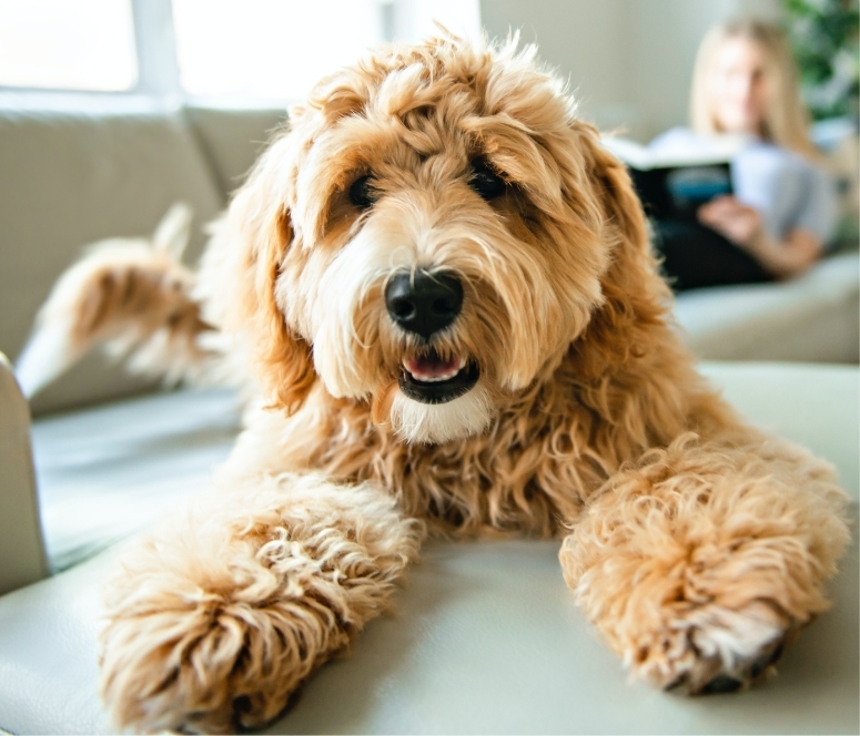 What Pet Insurance Typically Covers Image