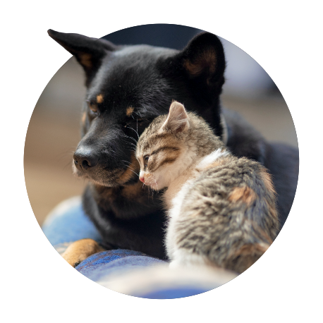 Dog and Cat Circle Image