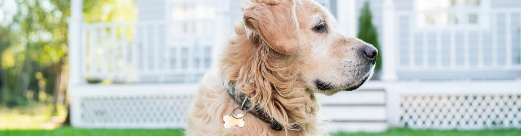 Golden Retriever sitting outside looking to the right