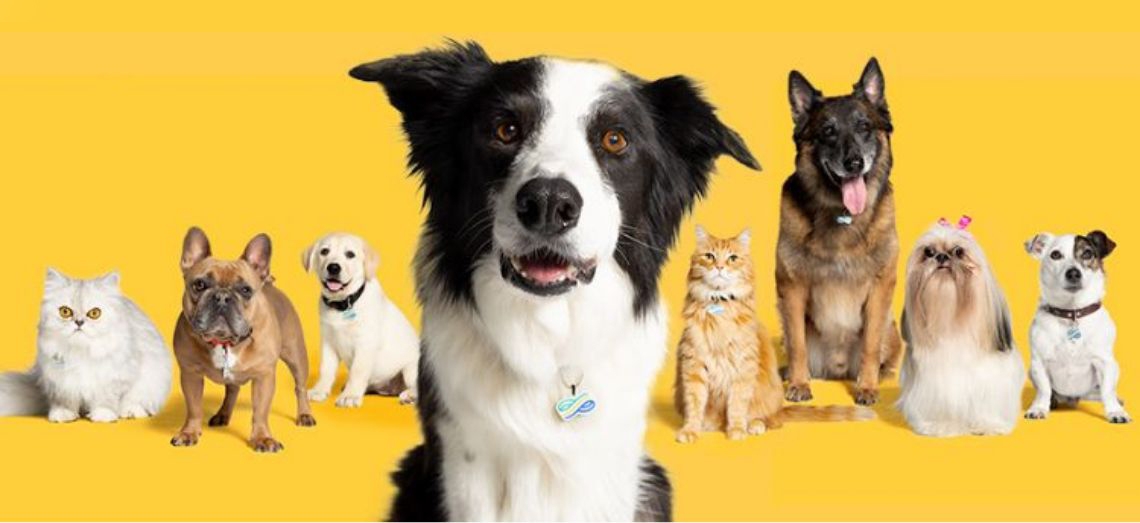 Eddie the Border Collie and the Pet Family