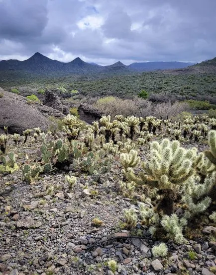 Cacti in the desert with mountains in the background and stormy clouds