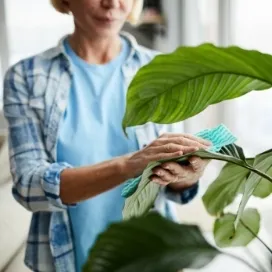 Inspect Plants