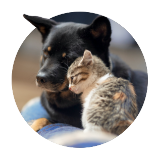 Dog and Cat in Circle