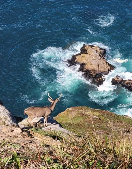 Deer standing on a cliff looking over the ocean