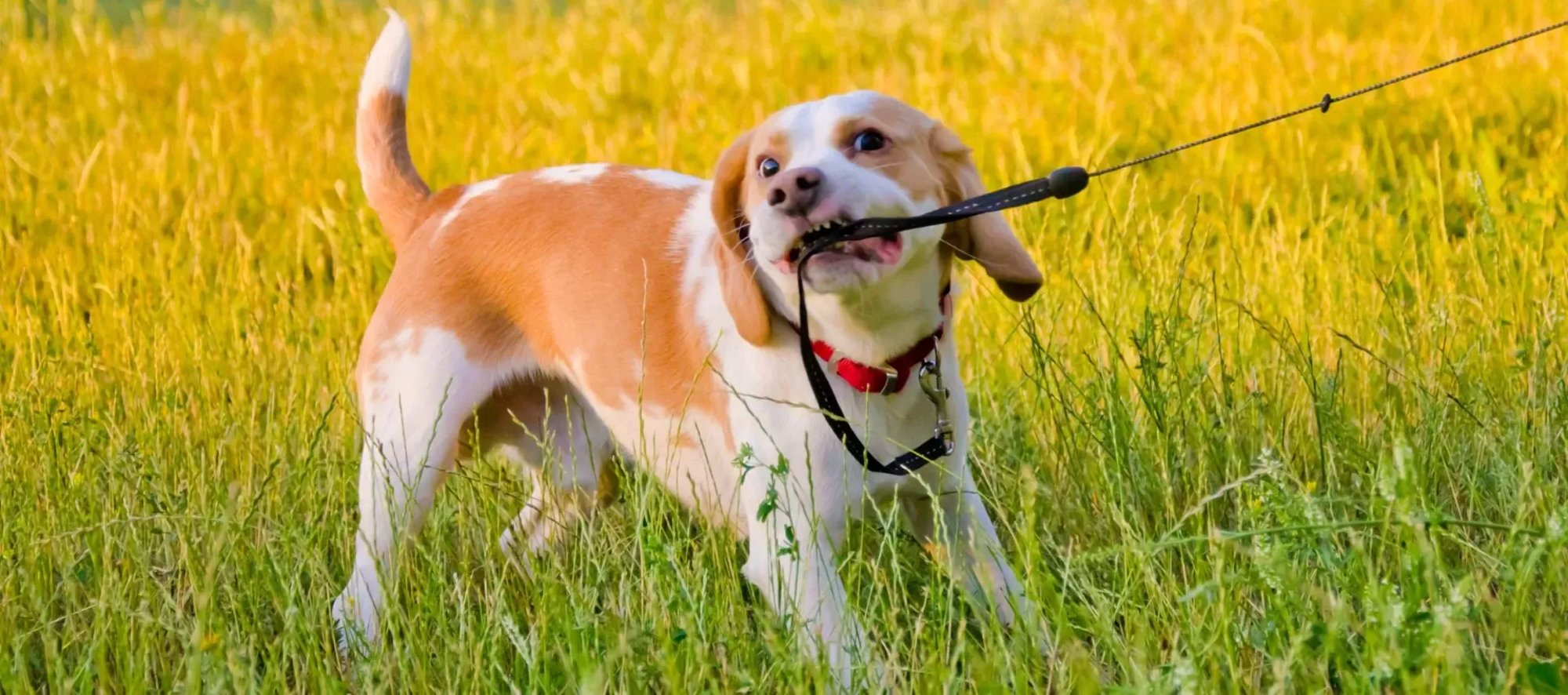 Hardest Dog Breeds to Train  Training Tips  Physicians Mutual