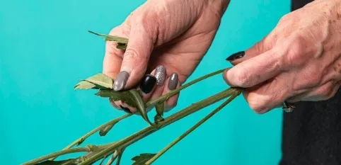 Cleaning leaves off of a flower stem