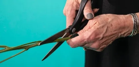 Cutting Flower Stem at an Angle with Gardening Shears