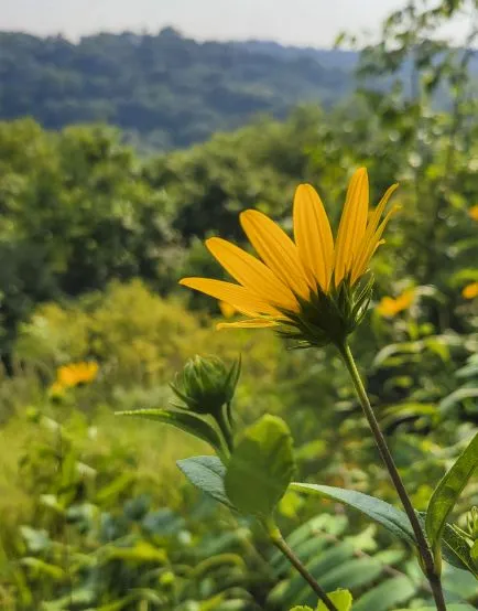 Close up of a yellow flower with blurred background