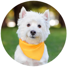 Adorable dog wearing yellow neckerchief