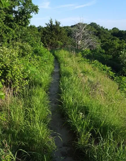 Hiking trail with green grass and trees with blue skies