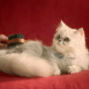 Princess, Persian Cat