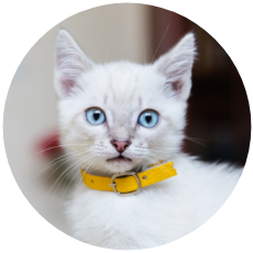 White Cat Yellow Collar