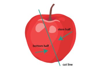 Apple with a green line splitting diagonally, with a label of stem half and bottom half of the apple