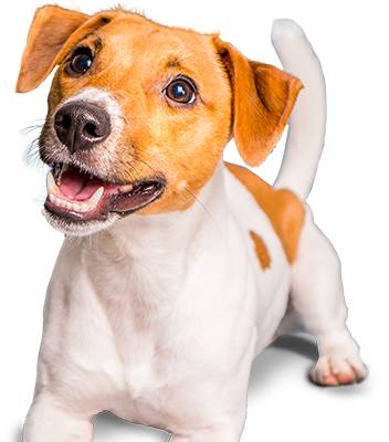 excited dog sitting on couch