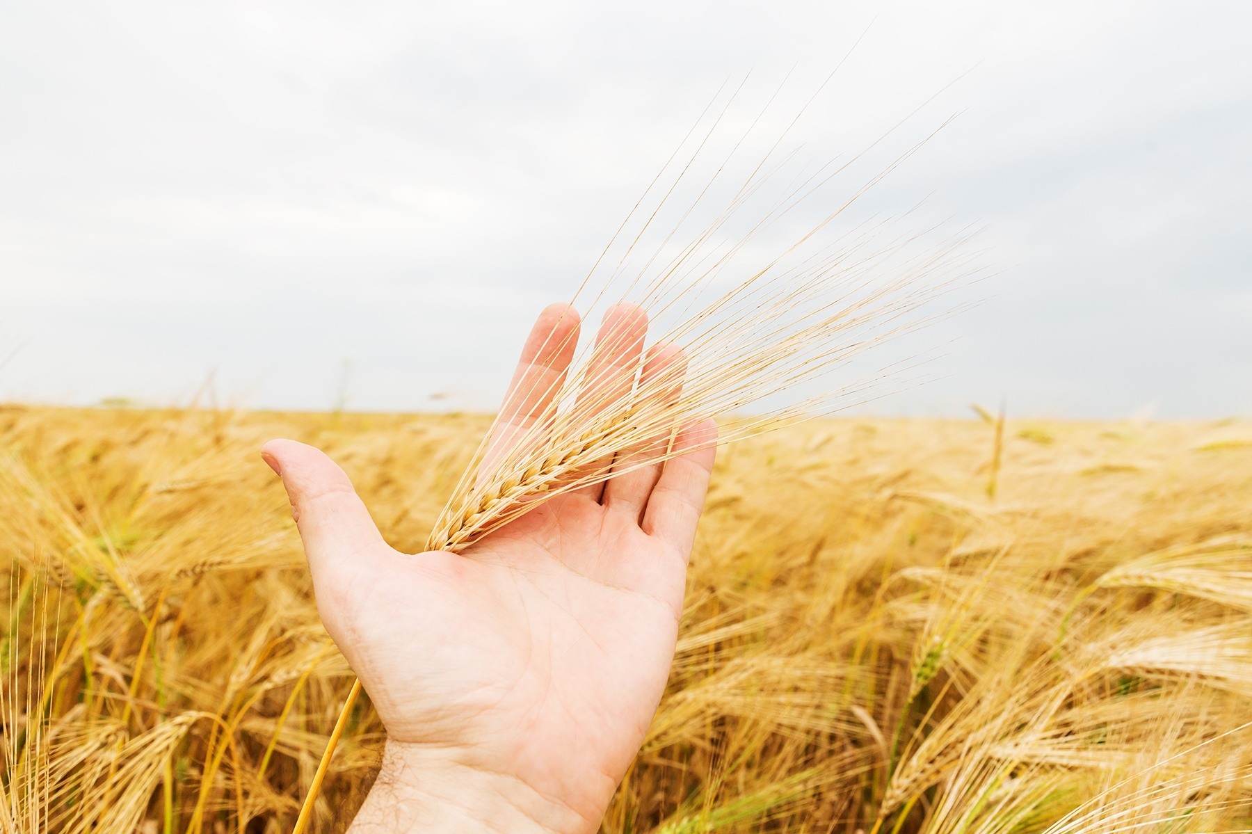 The Superfood for Every Stage of Life