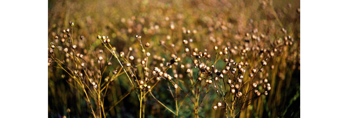 linseed