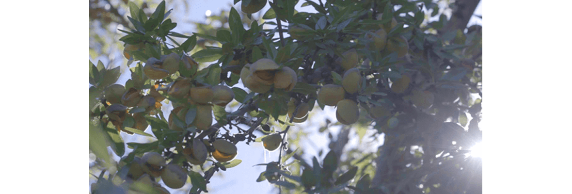 almonds-from-australia-header