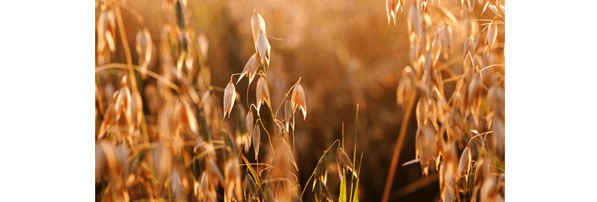 oats 1