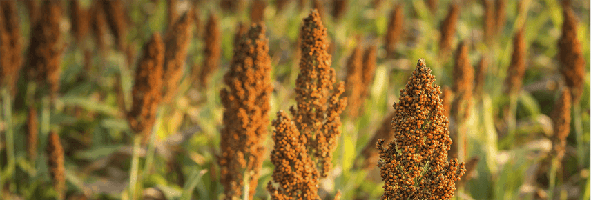 What is sorghum?