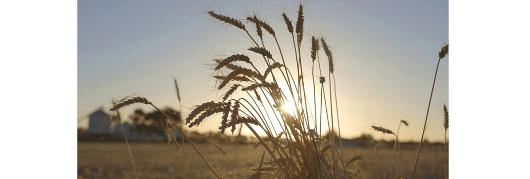 wheat-from-australia-header1