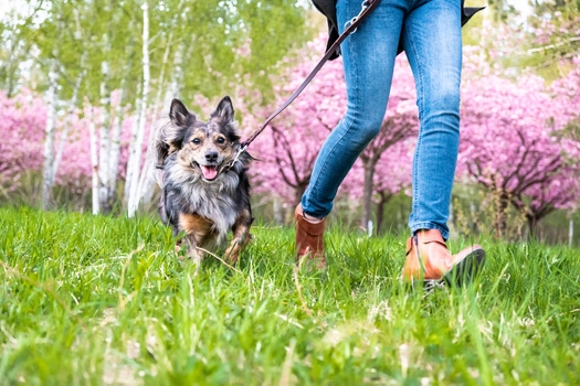 1800x1199_Dog_Walking.jpg