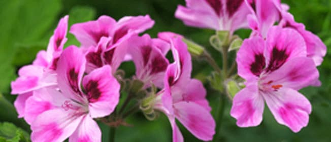 pelargonium-complementary-medicine-ingredient-blackmores-institute-663x285.gif