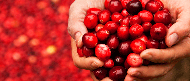 cranberry-complementary-medicine-ingredient-blackmores-institute-663x285.gif