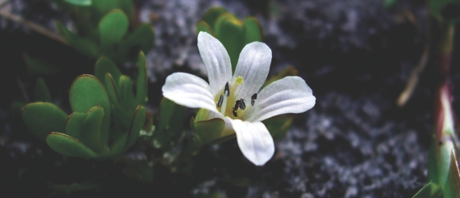 bi-bacopa-tile-663x285.jpg