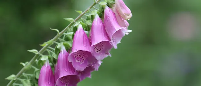 bi_addressing-common-complementary-medicine-misconceptions-1240x562.jpg