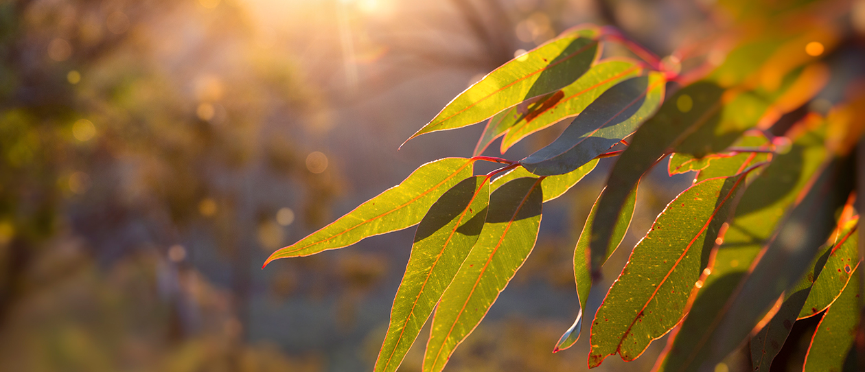 nature-contact-wellbeing_webmain_1260x542.jpg