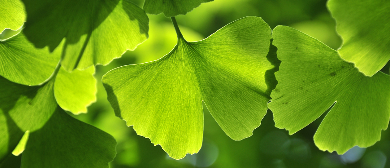 ginkgo-mets_webmain_1260x542.jpg