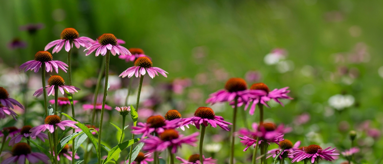 BI-Echinacea-1240x562.jpg