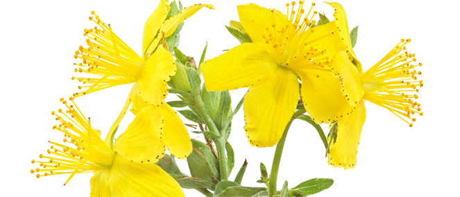 st-johns-wort-complementary-medicine-ingredient-blackmores-institute-663x285.gif