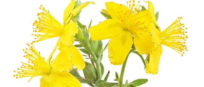 st-johns-wort-complementary-medicine-ingredient-blackmores-institute-663x285.gif