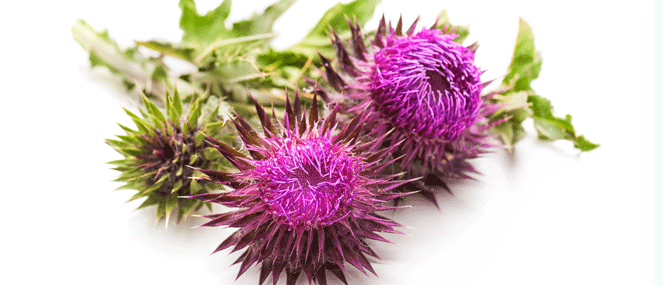 milk-thistle-complementary-medicine-ingredient-blackmores-institute-663x285.gif