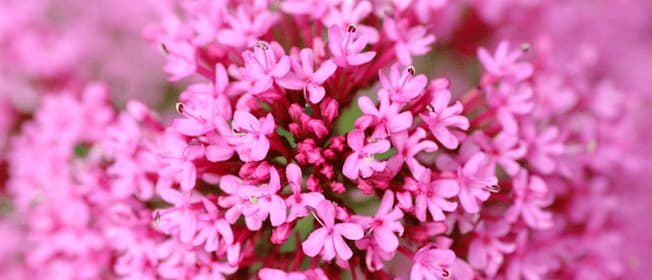 valerian-complementary-medicine-ingredient-blackmores-institute-663x285.gif