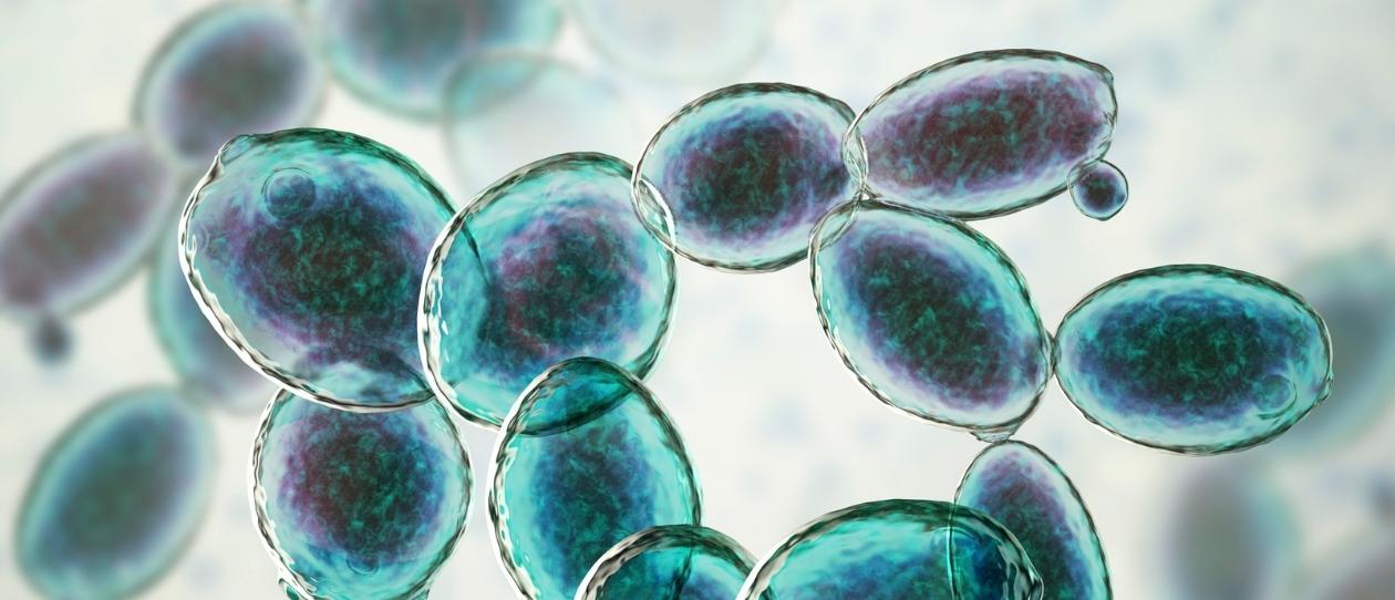 Saccharomyces_boulardii_Benefits_1260x542.jpg