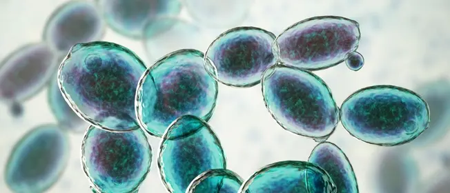 Saccharomyces_boulardii_Benefits_1260x542.jpg
