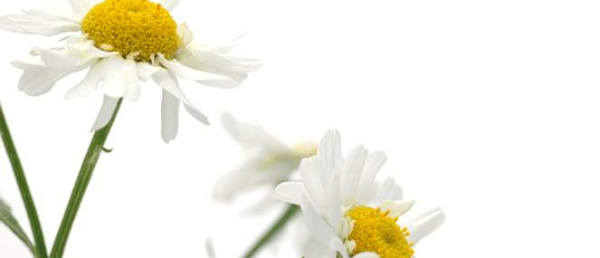 feverfew-complementary-ingredient-blackmores-institute-663x285.gif