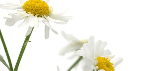 feverfew-complementary-ingredient-blackmores-institute-663x285.gif