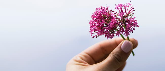 Sleep_valerian2_WebMain_1260x542.jpg