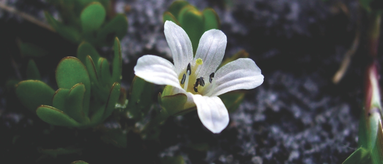 bi_bacopa-tile-1240x562.jpg